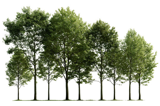 Diverse collection of young broadleaf trees with slender trunks and lush green foliage in natural light