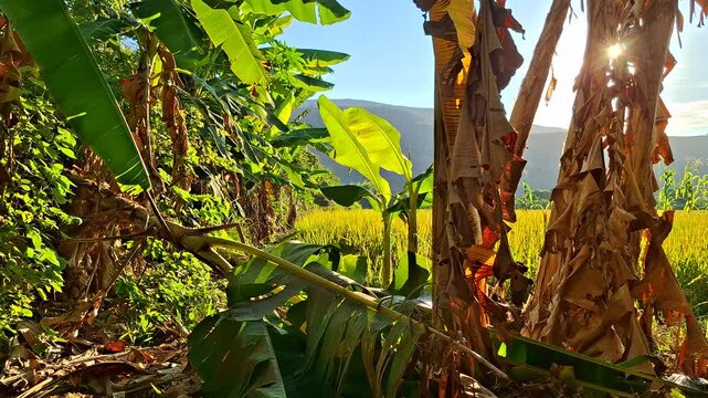 ​A vibrant landscape where young banana shoots emerge through dry, textured stalks, leading the eye to sun-drenched golden rice paddies in the distance under a clear sky.