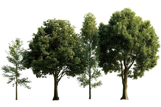Professional collection of individual green trees with lush foliage and natural sunlight creating vibrant outdoor scene