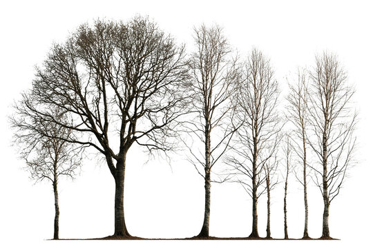 Five tall bare deciduous trees in winter with slender branches and intricate patterns, creating serene natural scene