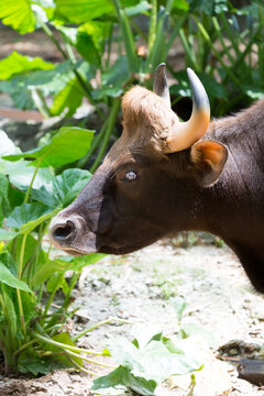 Side view of a gaur's (Bos gaurus) head.