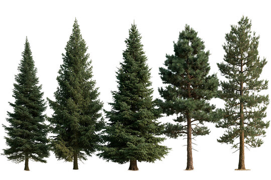 Evergreen conifer tree collection with realistic pine and fir trees in various heights and lush green foliage