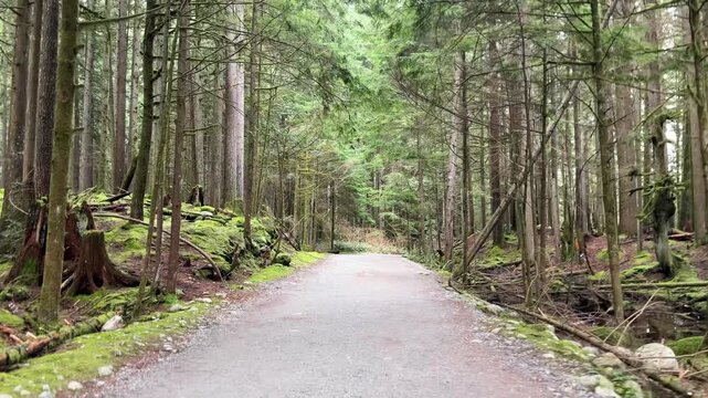 Winding gravel trail through a tall old-growth forest at Lynn Canyon in Vancouver, peaceful hiking path surrounded by towering evergreens, ferns and greenery.