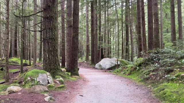 Winding gravel trail through a tall old-growth forest near Rice Lake in Vancouver, peaceful path lined with towering evergreens, mossy boulders and ferns.