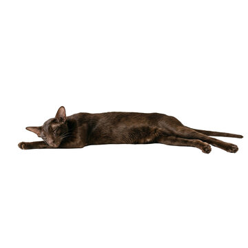 Sleek brown Oriental Shorthair cat sleeping stretched out on its belly with front legs extended in relaxed pose