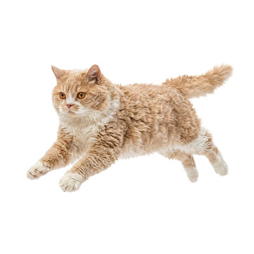 Curly fur cat with orange eyes captured mid air in playful leap, showing its unique wavy coat and energetic movement