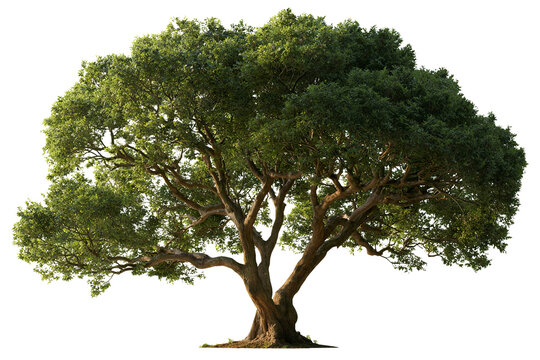 Mature broadleaf tree with multiple natural branches and dense green foliage in sunlight