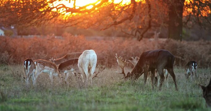 Fallow deer herd grazing in a wild field at golden hour, with a stag and a white deer in the group, showing wildlife living in its natural habitat at sunset
