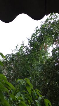 Bamboo Stalks Swaying In Wind During Rainstorm