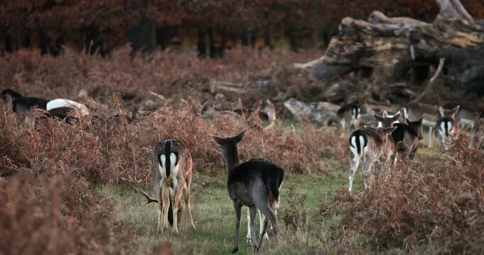 Fallow deer herd grazing on grass and dried ferns, blending into the natural environment of an autumn forest with bare trees and fallen logs in the background