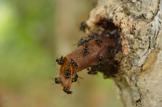 Macro close-up of stingless bees (Meliponini) swarming on a natural propolis entrance tube attached to a tree trunk.