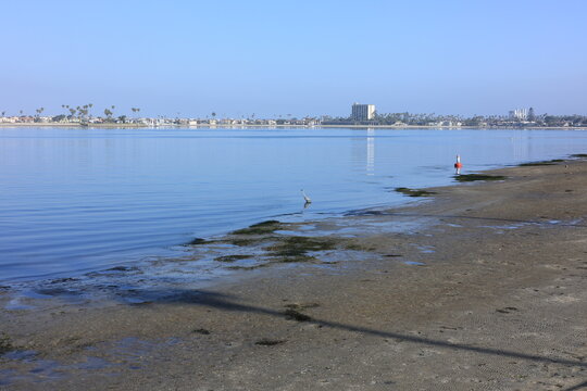 A peaceful shoreline scene at Mission Bay features a single heron wading in calm water near a sandy beach with distant coastal buildings, San Diego, California