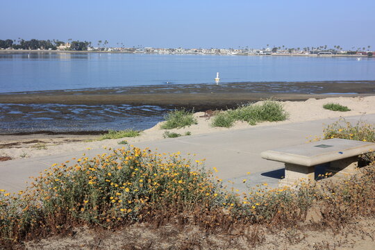 Blooming wild sunflowers next a stone bench on a side of walking path that curves along the shoreline of Mission Bay, San Diego, California