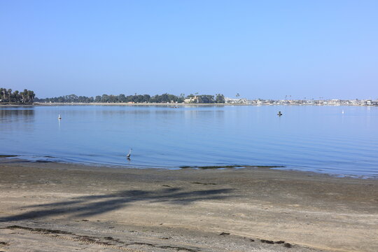 A scenic coastal view features a great blue heron standing on a sandy shore at Mission Bay with distant shorelines and palm trees, San Diego, California