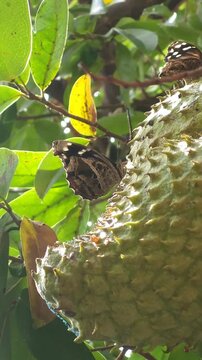 Swarm Of Butterflies Gathering On Soursop Fruits On Tree