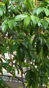 Soursop Tree Branch With Wet Green Leaves In Rain