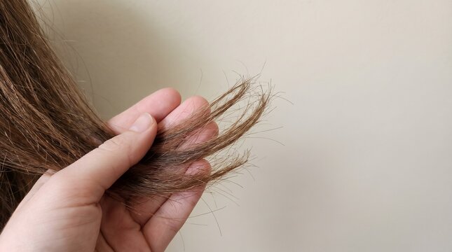 Hand holding damaged dry split ends of brown hair for beauty treatment