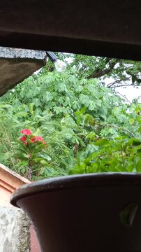 Potted Garden Plants Swaying In Heavy Gusts Of Wind
