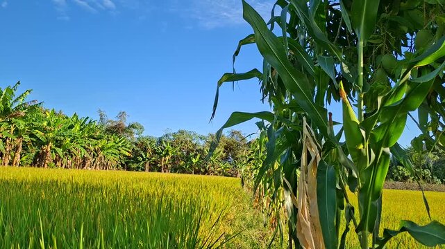 Lush corn stalks and golden rice field under blue sky.