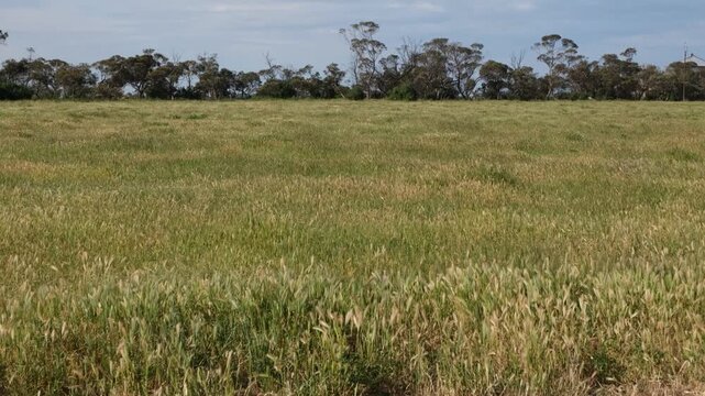 A vast agricultural pasture field in Coomandook, South Australia, tall grasses swaying and rippling in the wind, backed by a distant shelterbelt of native eucalypt trees. Regional&nbsp;farmland.