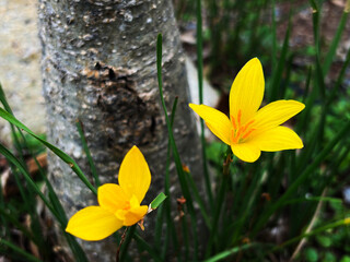 Yellow rain lily flowers blooming outdoors with green ground © Orathai