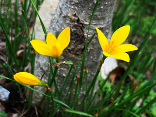 Yellow rain lily flowers blooming outdoors with green ground © Orathai