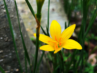 Yellow rain lily flowers blooming outdoors with green ground © Orathai