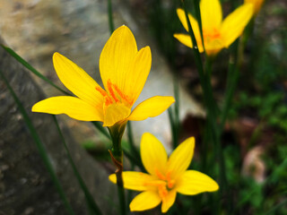 Yellow rain lily flowers blooming outdoors with green ground © Orathai