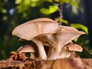 Close-up view of a cluster of autumn mushrooms on a forest stump. © pettys