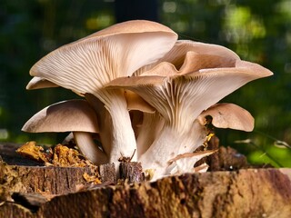 Close-up view of a cluster of autumn mushrooms on a forest stump. © pettys