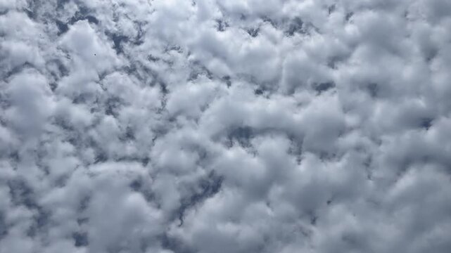 Altocumulus Clouds in Sky: A dense, textured pattern of altocumulus clouds fills the sky, creating a visually striking and mesmerizing atmospheric phenomenon.