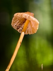 Mushroom illuminated by evening light—a fairytale scene in the forest, a detailed view. © pettys