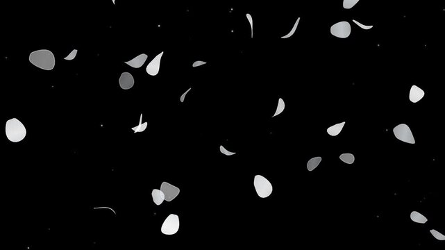 Elegant falling white flower petals motion graphic on deep black amoled background for seamless video loops and minimalist aesthetic digital designs