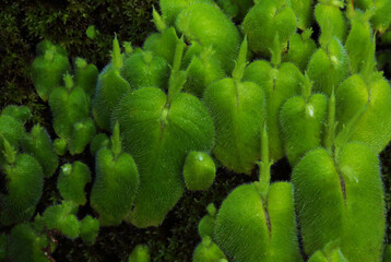 Yad Khao (scientific name: Microchirita hamosa) is the name of an herbaceous plant in the Gesneriaceae family. © Sanpatch Chindathong