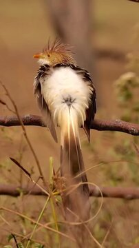 Guira Cuckoo Bird with Spiky Crest Perched on a Tree Branch in Natural Habitat
