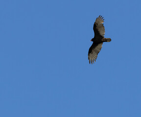 Fototapeta premium Turkey Vulture Soaring With Wings Spread Against Clear Blue Sky