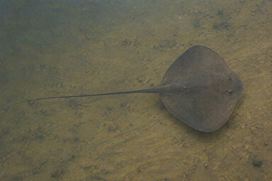 Giant freshwater whipray over a silty riverbed