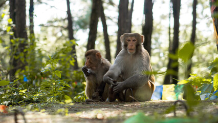 Rhesus macaque monkey sitting with young monkey in pine forest, wildlife animal portrait in Nepal © Franz Sidney Art