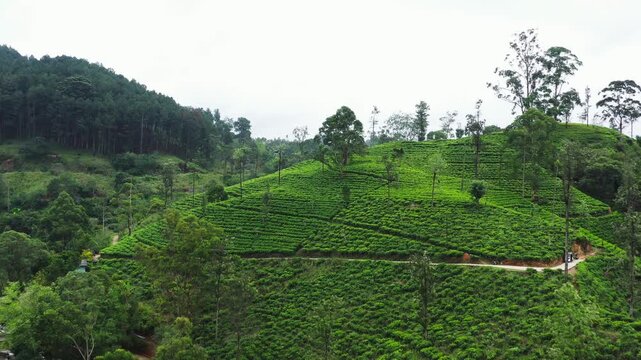 Aerial View of Lush Green Tea Plantations in Sri Lanka