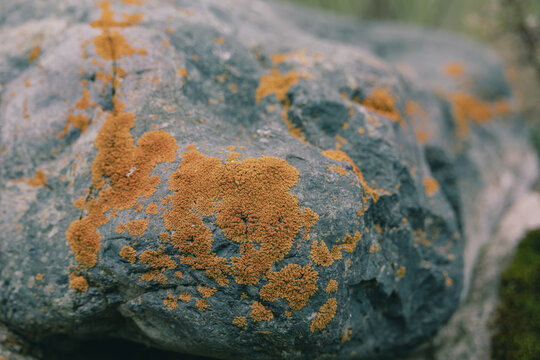 Orange lichen growing on grey rock close up