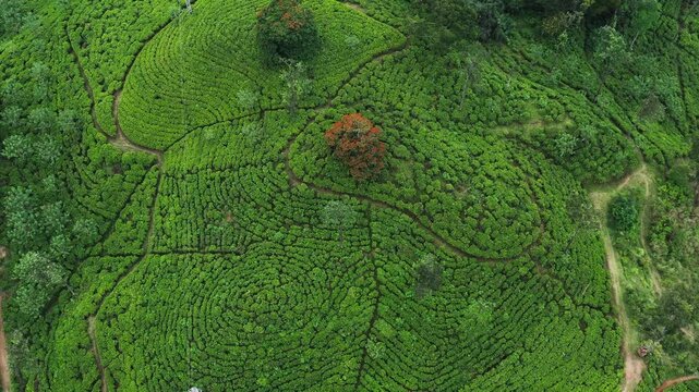 Aerial view of a lush green tea plantation in Ella, Sri Lanka