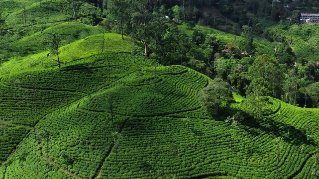 Aerial View of Lush Green Tea Plantations in Sri Lanka