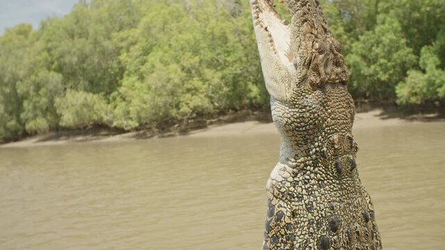 Slow-motion close-up of a saltwater crocodile leaping vertically from the muddy waters of the Adelaide River, Australia, with its jaws wide open.