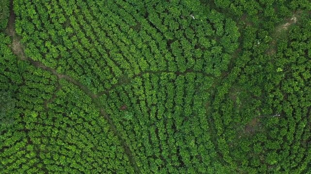 Aerial View of Lush Green Tea Plantation in Sri Lanka