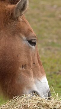 Close Up of Endangered Przewalski Horse Eating Dry Hay