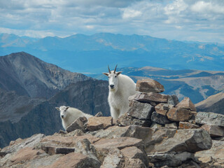 Adult mountain goat and kid looking over rocks on Quandary Peak © Freelance Kansas