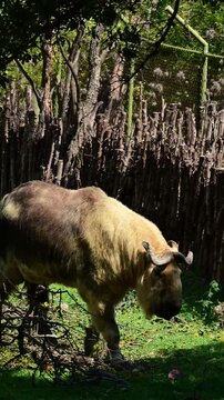 Huge takin walking in its natural habitat