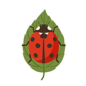 ladybug on leaf