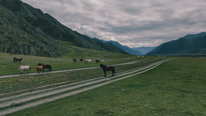 Horses grazing in mountain valley along country road © VKirillov