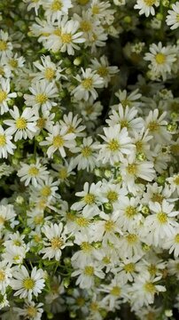 Dense White Cutter Aster Flowers In Full Bloom Background